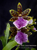 Galeopetalum (Zygo.) Memoria Loren Batchman – Huge Plant,  Fragrant!