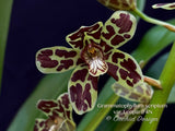 Grammatophyllum scriptum var. Leopard – Specimen, Fragrant, Spring Bloomer!