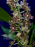 Grammatophyllum scriptum var. Leopard – Specimen, Fragrant, Spring Bloomer!