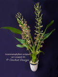 Grammatophyllum scriptum var. Leopard – Specimen, Fragrant, Spring Bloomer!