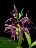 Encyclia Guarechea Black Comet – Rare & Fragrant!