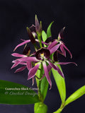 Encyclia Guarechea Black Comet – Rare & Fragrant!