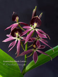 Encyclia Guarechea Black Comet – Rare & Fragrant!
