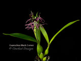 Encyclia Guarechea Black Comet – Rare & Fragrant!