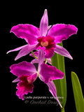 Cattleya (Laelia) purpurata variety sanguinea – Fragrant