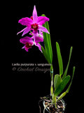 Cattleya (Laelia) purpurata variety sanguinea – Fragrant