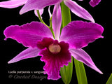 Cattleya (Laelia) purpurata variety sanguinea – Fragrant