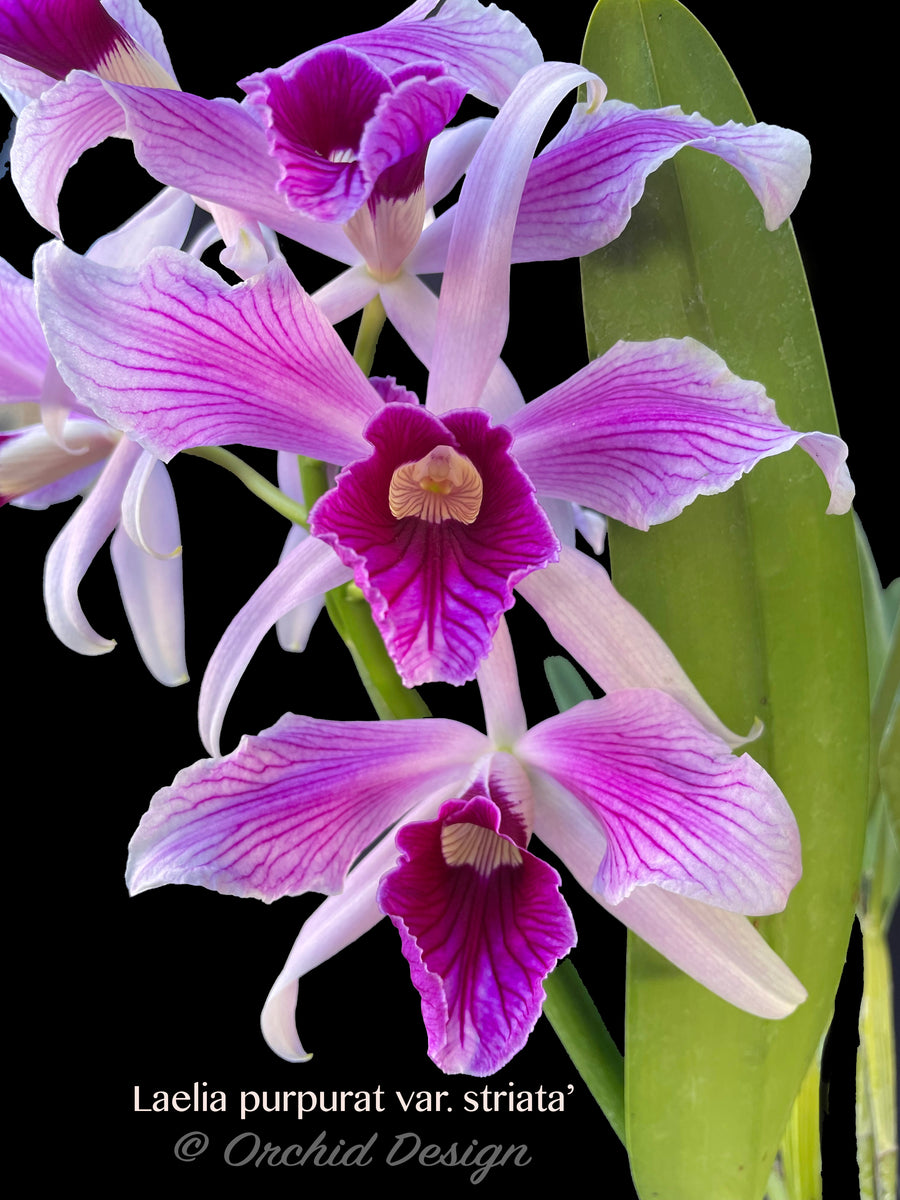 Cattleya (Laelia) purpurata var. striata – Fragrant – Orchid Design