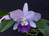 Lc. Busy Bev 'Blue Jewel’ – Blue, Fragrant