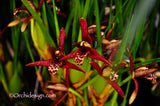 Maxillaria tenuifolia – Coconut fragrance! Spring blooming!