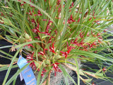 Maxillaria tenuifolia – Coconut fragrance! Spring blooming!