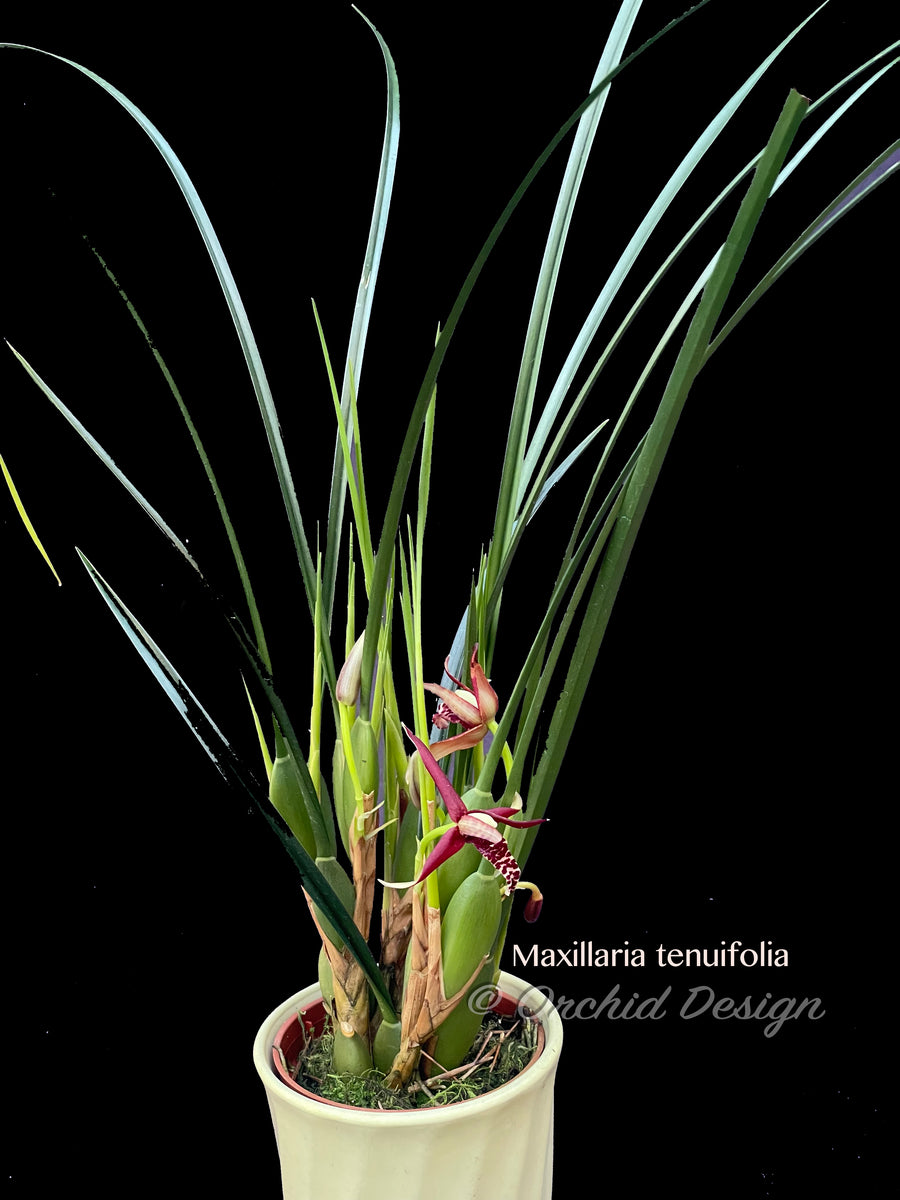 maxillaria tenuifolia potting mix Maxillaria tenuifolia – Coconut fragrance! Spring blooming! – Orchid Design