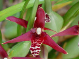 Maxillaria tenuifolia – Coconut fragrance! Spring blooming!