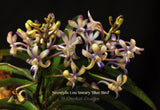 Neostylis Lou Sneary 'Blue Bird'– Sweet Fragrance!