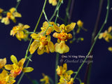 Oncidium Yi-Ying Shiny Gold – Sweet Fragrant!