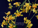 Oncidium Yi-Ying Shiny Gold – Sweet Fragrant!