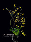 Oncidium Yi-Ying Shiny Gold – Sweet Fragrant!