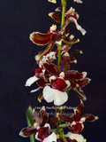Oncidioda Pacific Pagan 'Kilauea' – very fragrant! Spring Blooming!