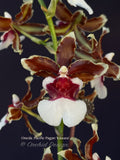Oncidioda Pacific Pagan 'Kilauea' – very fragrant! Spring Blooming!