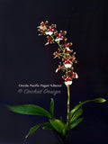 Oncidioda Pacific Pagan 'Kilauea' – very fragrant! Spring Blooming!