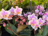 Phalaenopsis Jiaho's Pink Girl 'No. 1' — Super Cute & Fragrant!