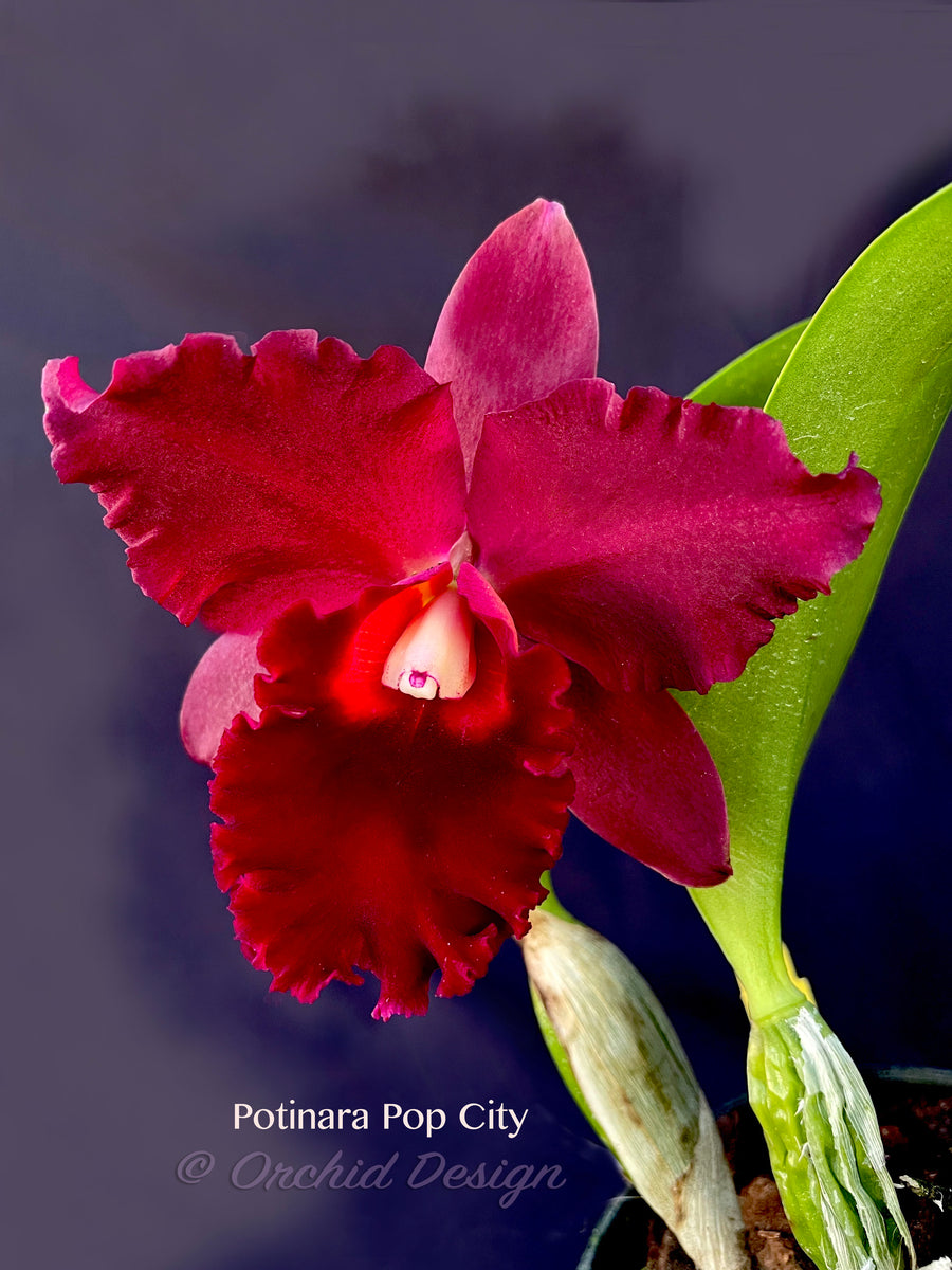 Potinara Pop City Red Fragrant! – Orchid Design
