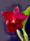 Potinara Pop City Red Fragrant!