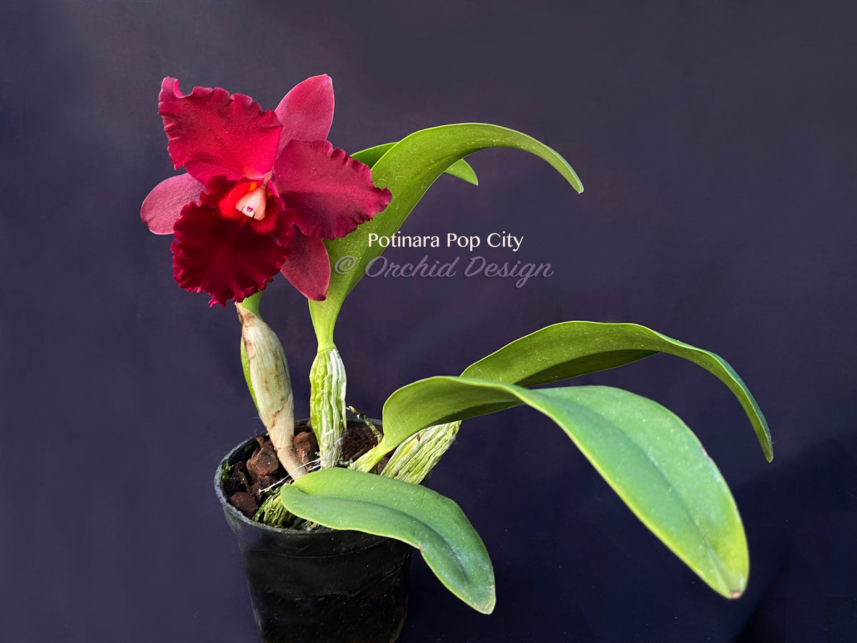 Potinara Pop City Red Fragrant! – Orchid Design