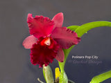 Potinara Pop City Red Fragrant!