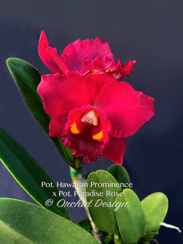 Pot. (Hawaiian Prominence 'America' AM/AOS x Paradise Rose)