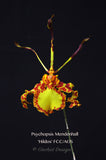Psychopsis Mendenhall 'Hildos' FCC/AOS – Butterfly orchid