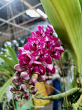 Rhynchostylis gigantea Big Spots – Large, fragrant!