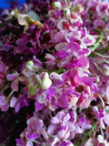 Rhynchostylis gigantea Pink – Fragrant