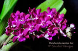 Rhynchostylis gigantea Red – XLarge, fragrant!