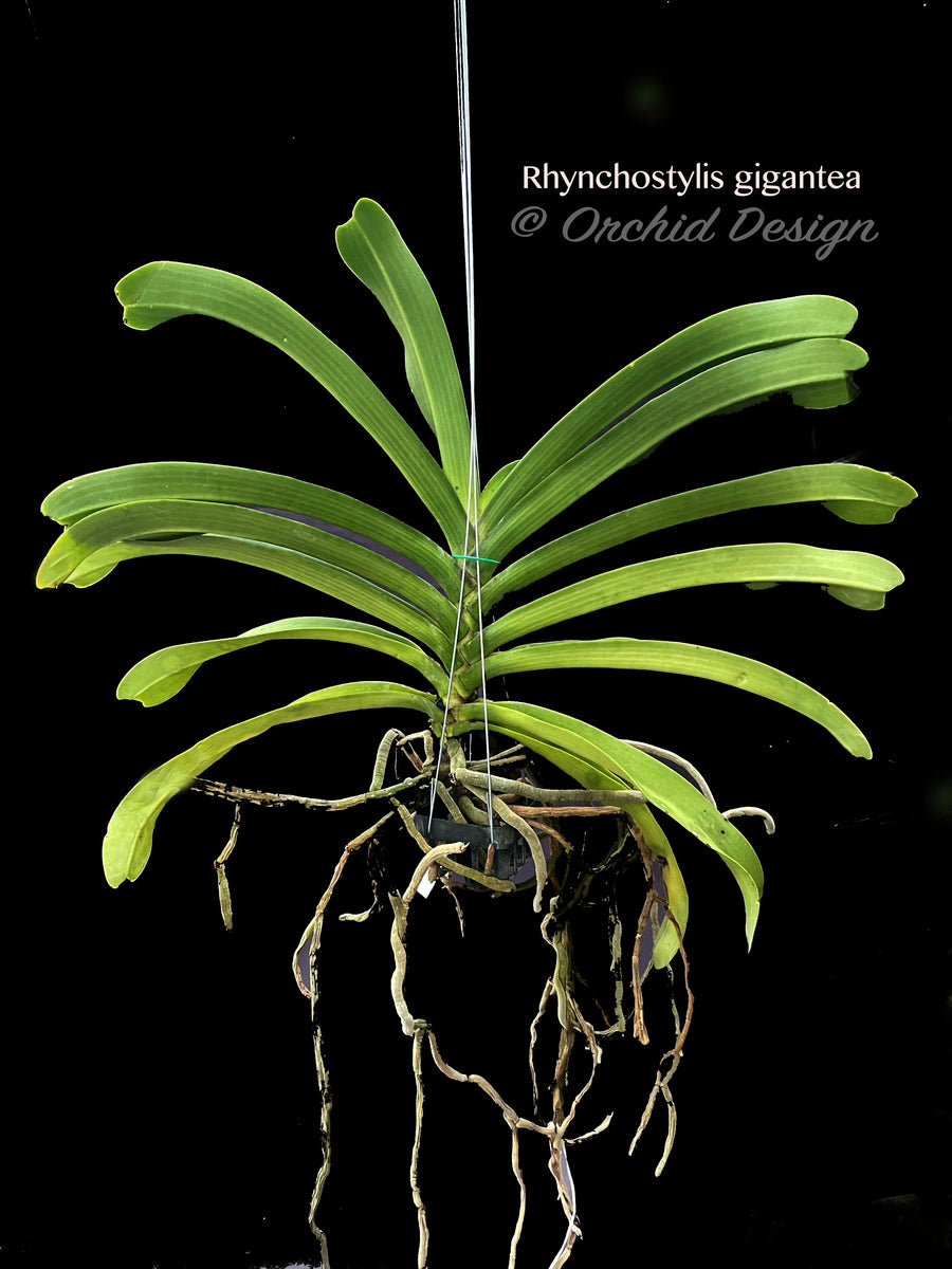 Rhynchostylis gigantea Big Spots – XLarge, fragrant