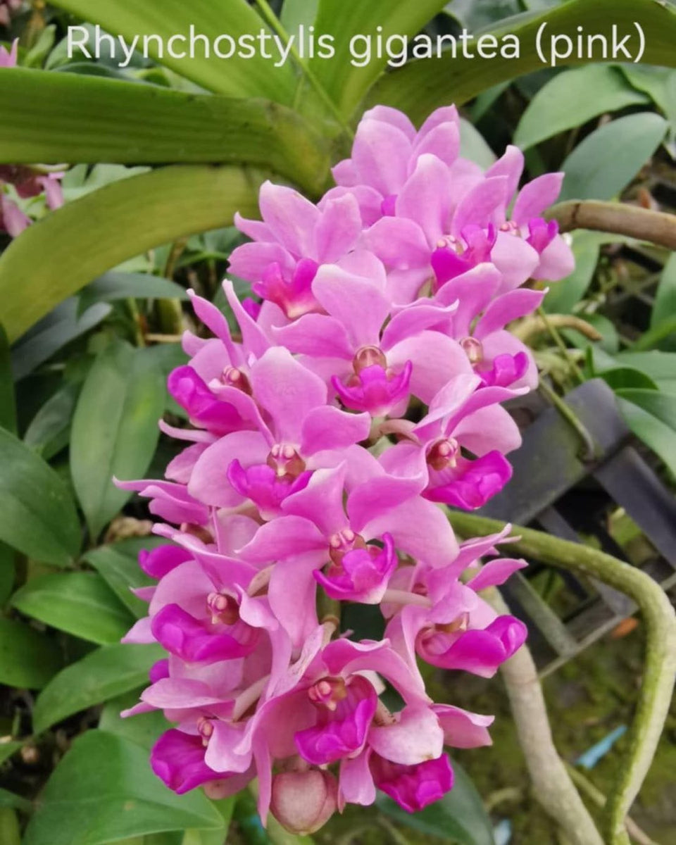 Rhynchostylis gigantea Pink – Fragrant – Orchid Design