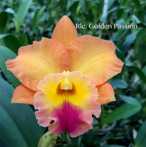 Rlc. Golden Passion – Peachy Orange Cattleya