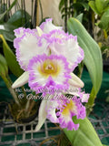 Rlc. Mahina Yahiro 'Julie' Splash JC/AOS – Very special! Fragrant!