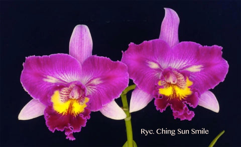 Cattleya Ryc. Ching Sun Smile 'Wilson'– Peloric, Multicolor