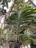 Vanda (Chavananand x Chindavat)