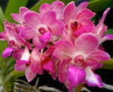 Vanda Wuttiphanara Manoonya Fragrant!