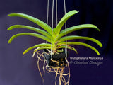 Vanda Wuttiphanara Manoonya Fragrant!