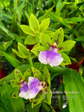 Zygoneria Adelaide Meadows Green Flowers, Fragrant!
