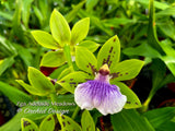 Zygoneria Adelaide Meadows Green Flowers, Fragrant!