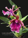 Zygo. Carolara Kathryn The Great –  Fragrant!