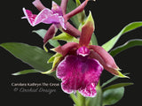 Zygo. Carolara Kathryn The Great –  Fragrant!