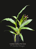 Zygo. Carolara Kathryn The Great –  Fragrant!