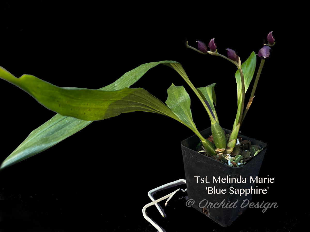 Tsubotaara Melinda Marie 'Blue Sapphire' Fragrant Zygo. – Orchid