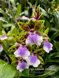 Zygoneria Adelaide Meadows Green Flowers, Fragrant!