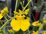 Oncidium Gower Ramsey 'Lemon Heart' AM/AOS - Orchid Design